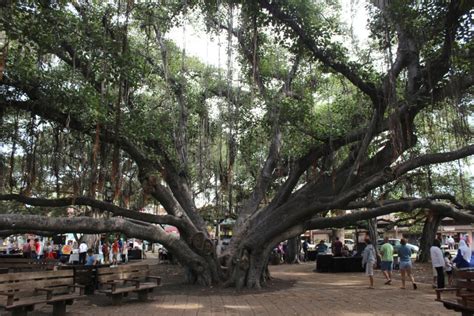 Can Lahaina's famed banyan tree really survive?